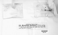 Rosellinia tassiana image